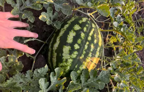 Кавун сорт Продюсер у продажу