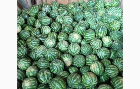 Продам кавун. Кількість обмежена до 15 тон