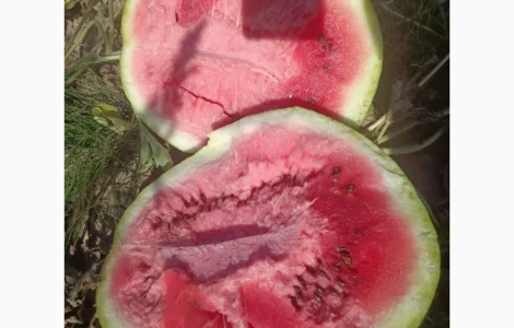 Кавун сорту "Продюсер