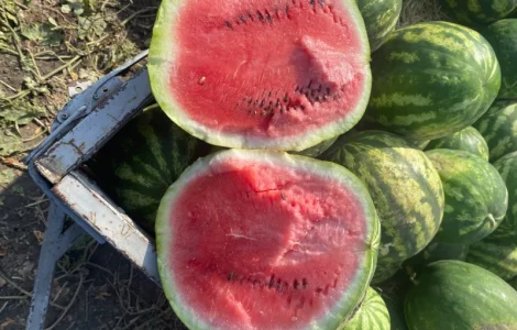 Продам кавун Ау продюсер