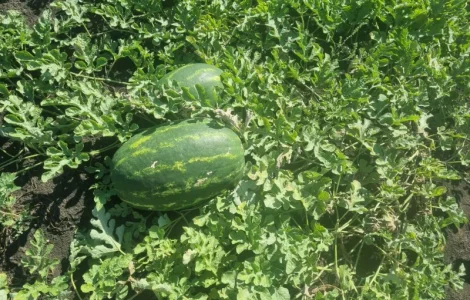 Продаємо кавун