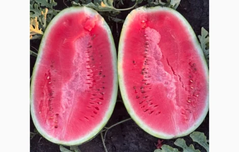 Продаємо кавун Леді