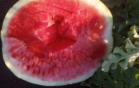 Продам кавун Тамерлан