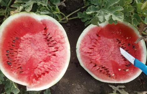 Продам кавун Талісман (второкат)