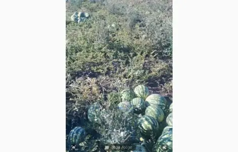 Куплю кавун сорт Продюсер
