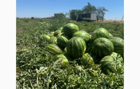 Продам кавун