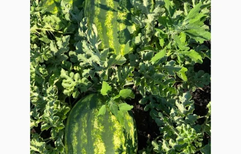 Продам арбуз