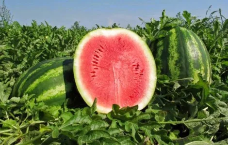 Кавун оптом з поля Полтавська область