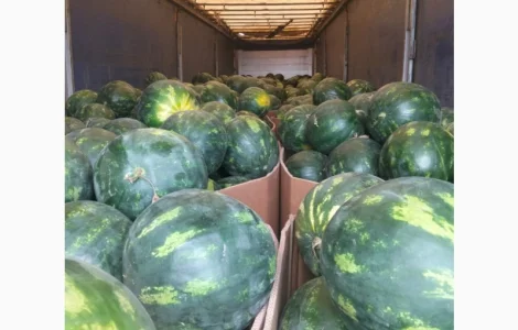 Румунські дині на продаж