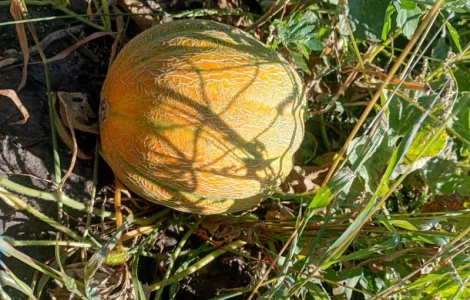 Продам СОКОВИТУ свіжу диню (Ефіопка)