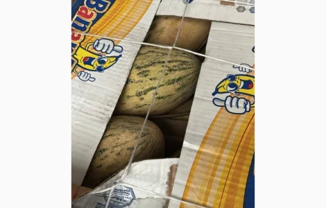 Продам дыню Торпеда