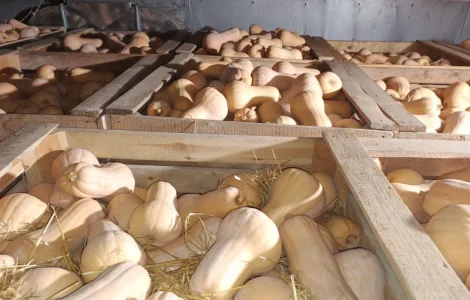 Продам тыкву Матильда качество высокое