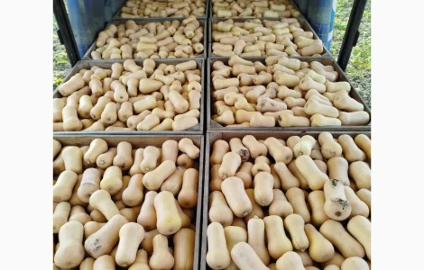 Продам тыкву Баттернат есть объём