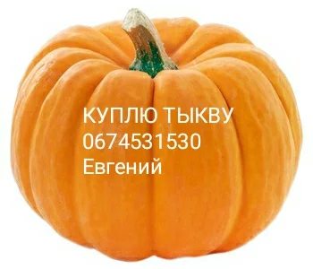 Закупаю Тыкву /Гарбуз
