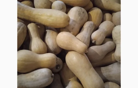 Гарбуз Мускатний