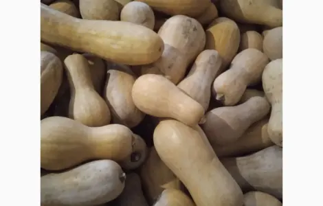 Тыква Мускатная