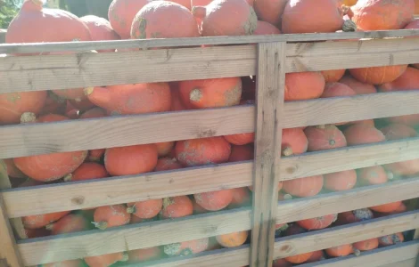 Продам гарбуз Хоккайдо