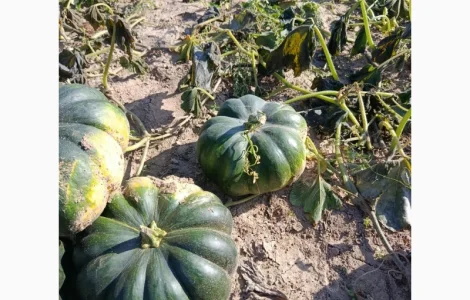 Продам товарну тикву