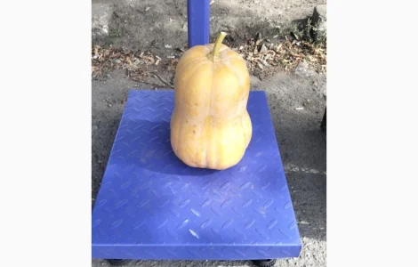 Продам Гарбузи мускатні