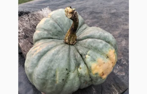 Продам Гарбузи