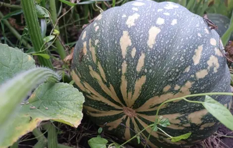 Продам тыкву кашовую