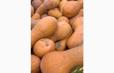 Продажа Гарбуз Лунга діє наполі