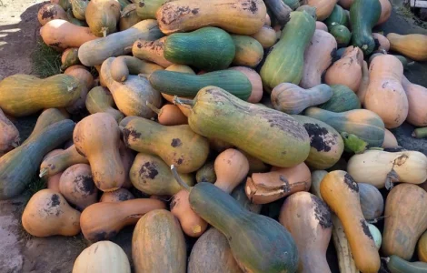 Продам гарбуз