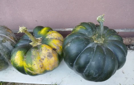 Продам гарбуз на кашу