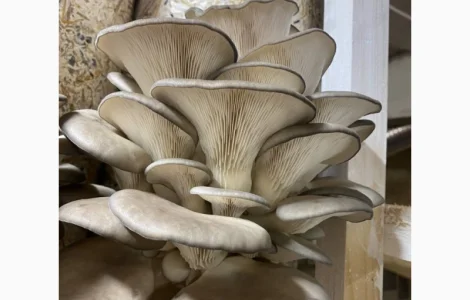 Продам Гриби Глива