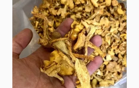 Гриби білі сушені лисички сушені