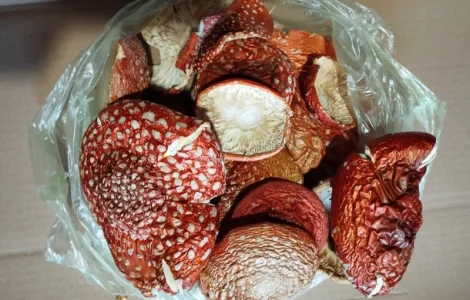 Червоний мухомор сушений. Є оптові ціни