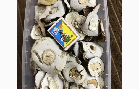 Гриби сушені