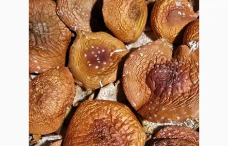 Продаются сушёные капелюшки красного мухомора