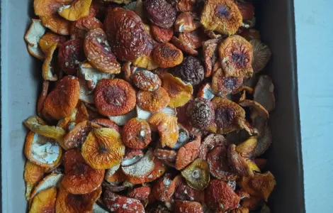 Сушені мухомори на продаж