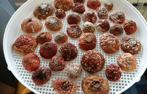 Мухомор красный сушеный отборный. Высший сорт. Урожай 2025 г. Аманита