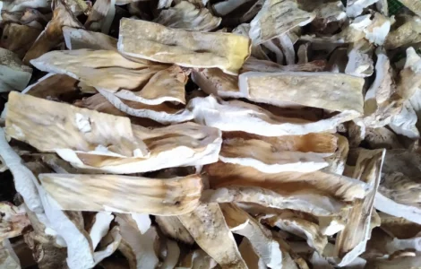 Продам трутовик сірчано-жовтий сушений