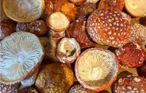 Продам червоний мухомор сушений