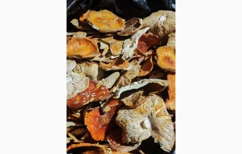 Мухомор сушений 3 сорт 25 року