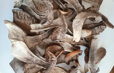 Гриб підосичник сушений на продаж