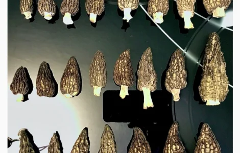 Продам сморчки сушені 2025 року