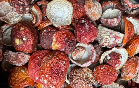 Червоний сушений мухомор перший сорт