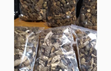 Сушені гриби зморшки на продаж