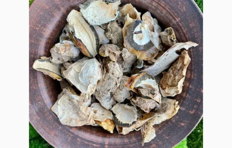 Гриб веселка