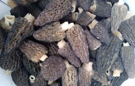 Пропонуємо гриби сморчки конічні сухі