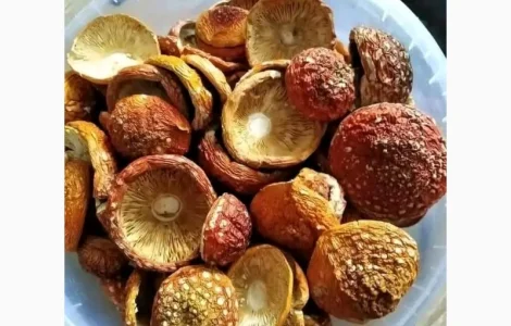 Закриті шляпки червоного мухомора