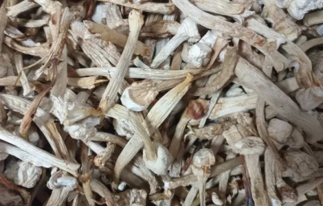 Ніжки пантерного мухомора