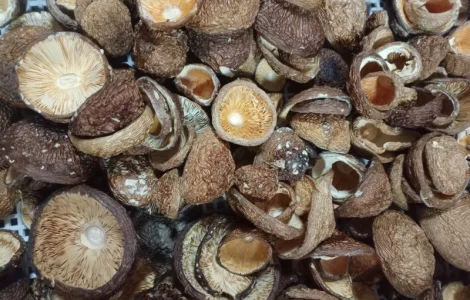 Закриті шапки пантерного мухомора