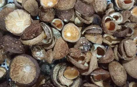 Шапки пантерного мухомора на продажу