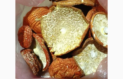 Капелюшки червоного мухомора