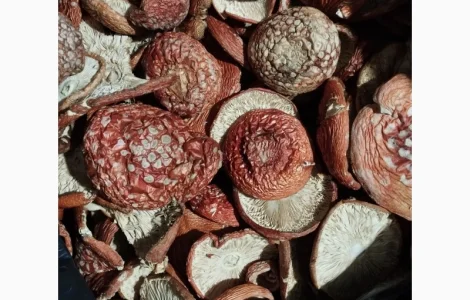 Червоний мухомор лікарський